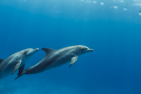 a pair of dolphins playing in sunrays underwater
