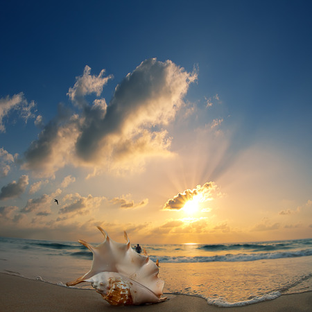 Tropical ocean paradise design postcard. Sandy beach with seashell at the shorebreak lineの写真素材