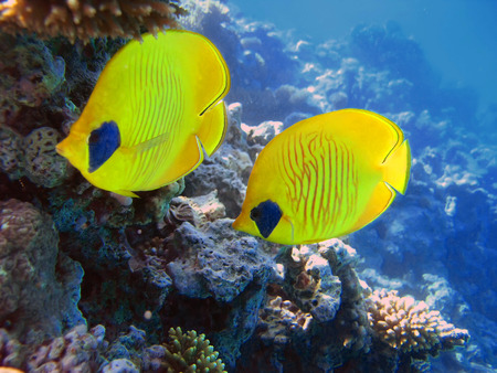 The bluecheek butterflyfish (Chaetodon semilarvatus) two yellow fish in front of beautiful coral...