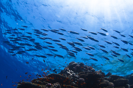 fish shoal swimming over beautiful coral reef under reflecting water surface with sunrays in cornerの写真素材