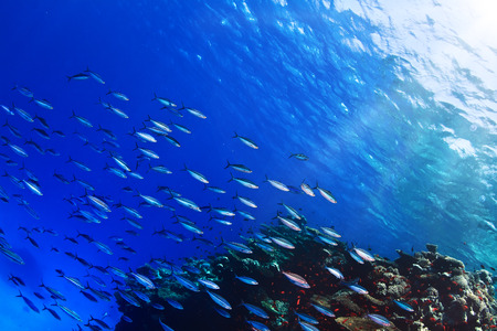 Shoal of silver stripped fish over coral reef underwater