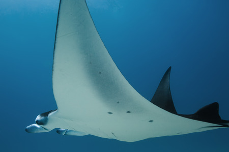 Big Mantaray in Indian ocean. Closeup Portrait of Marine animalの写真素材