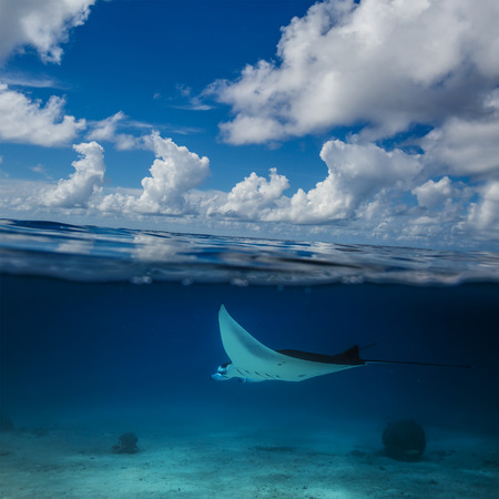 Indian Ocean Seascape with Manta Ray underwater and Beautiful clouds over water surface.