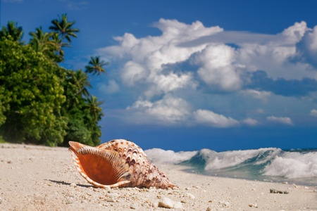 Pacific ocean paradise beach with seashell and foam  and waves and beautiful skyの写真素材
