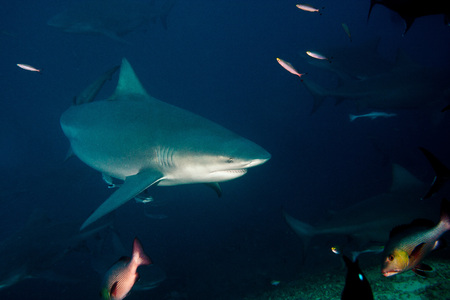The big Bull shark from Pacific ocean at 30 meters depthの写真素材
