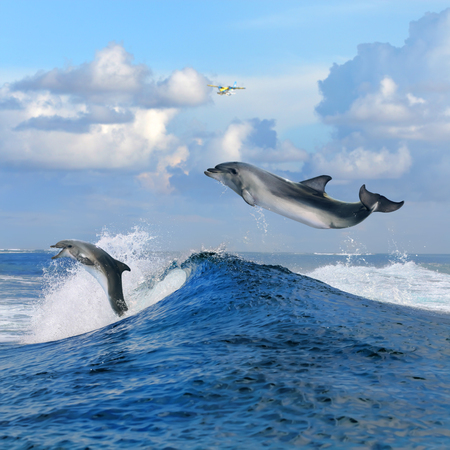 beautiful cloudy seascape in daylight and two happy dolphins jumping out from blue curly breaking surfing waveの写真素材
