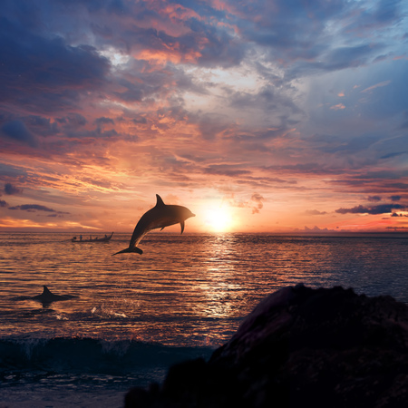 beautiful dolphin jumped from watrer at the sunset timeの写真素材