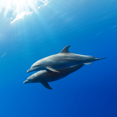 a pair of dolphins playing in sunrays underwaterの写真素材
