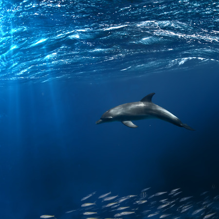 tropical seascape with wild dolphin swimming underwater close the sea surface between sunraysの写真素材