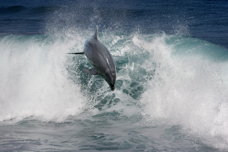 A wild dolphin jumping from ocean and over a shorebreak wave. Tropical marine life animals. For natural design.の写真素材