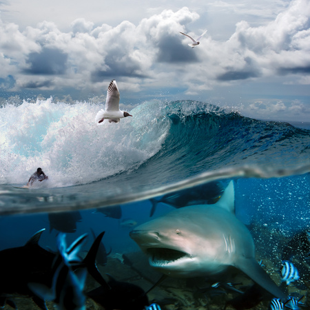 image about the ocean and the surfer on the wave of a cloudy sky over him with the flying seagulls and angry hungry sharkの写真素材