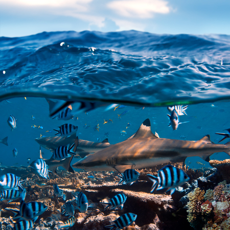 beautiful seaview waterline waves in a shallow and sharks swimming by coralsの写真素材
