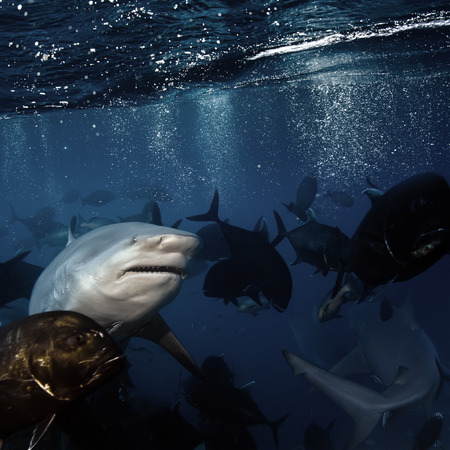 open water deep blue ocean and big angry hungry sharkの写真素材