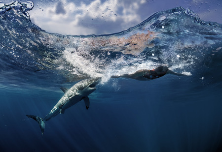 Great White Shark known as carcharodon carcharias hunting swimmerの写真素材