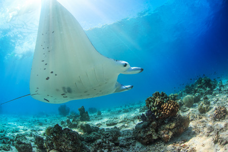 Ocean wildlife scenery with big animal. A mantaray floating through sunbeams under water surface...
