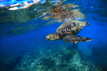 Hawaiian Turtle aka Honu floating under ocean water surfaceの写真素材