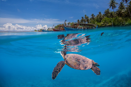 Underwater marine wildlife postcard. A turtle floating under water surface with shoreline and maldivian boats. Seascape tropical image with palm trees from Maldivesの写真素材
