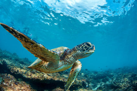 Beautiful Underwater Postcard. Hawaiian Sea Turtle Floating Up And Over Coral reef under sunrays on...