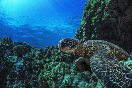 Underwater marine wildlife postcard. A turtle sitting at corals under water surface. Closeup image...