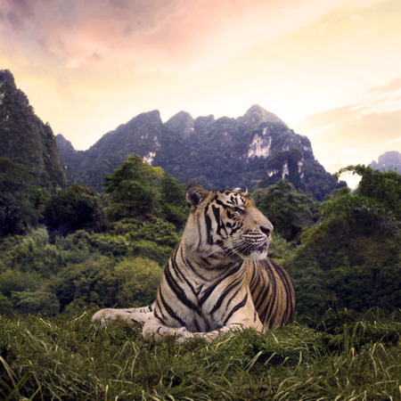 Portrait of a bengal tiger in his habitatの写真素材