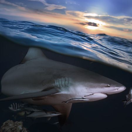 Ocean open water. Wild hungry shark hunting close sea surfaceの写真素材