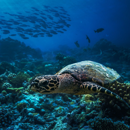 Wild animal underwater. A turtle starting to float over corals with shoal of fish on backgroundの写真素材