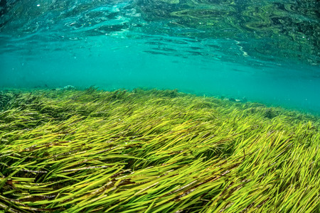 Sea weed under water surface in ocean. Green Marine grass in blue sea.の写真素材