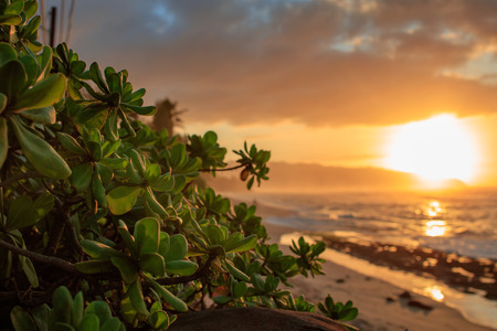 Mangrove leaves against tropical sunset backgroundの写真素材