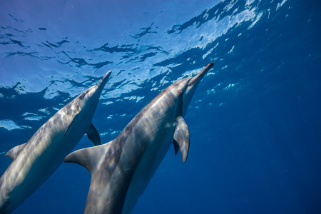 Wild dolphins underwater in deep blue oceanの写真素材