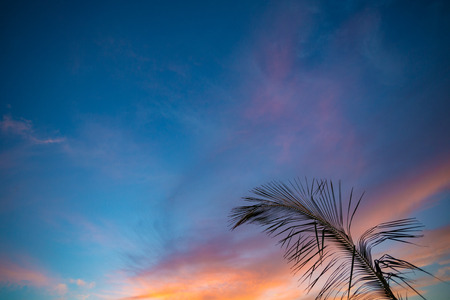 Sunset sky and silhouette of palm branch against cloudsの写真素材