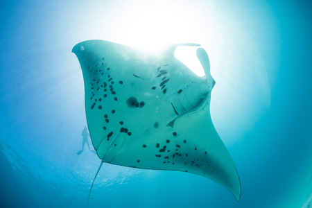 Mantaray underwater against sun light at water surfaceの写真素材