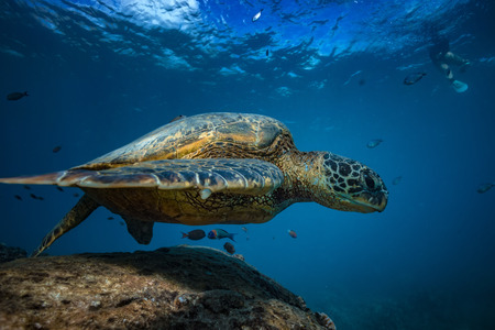 Big sea turtle at clean station floating over rock between coral reefs