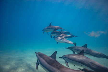 Wild dolphins underwater in deep blue oceanの写真素材
