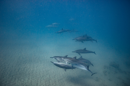 Wild dolphins underwater in deep blue oceanの写真素材