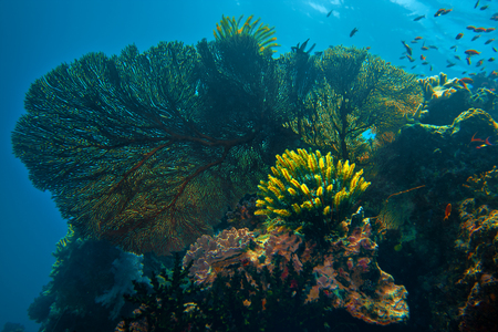 Beautiful corals underwater on blue marine backgroundの写真素材