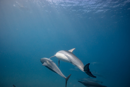 Wild dolphins underwater in deep blue oceanの写真素材