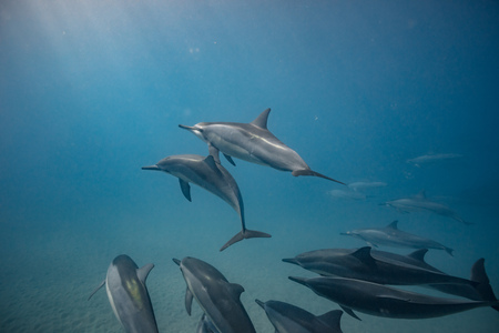 Wild dolphins underwater in deep blue oceanの写真素材