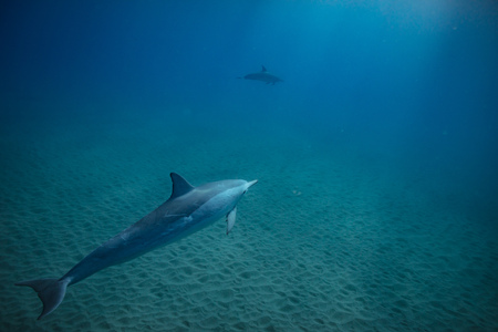 Wild dolphins underwater in deep blue oceanの写真素材
