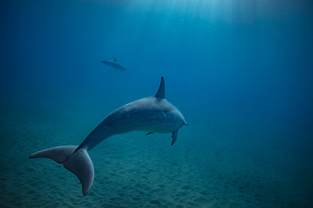 Wild dolphins underwater in deep blue oceanの写真素材