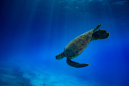 Sea turtle diving down. Tropical blue ocean water deep environment wildlife backfround
の写真素材