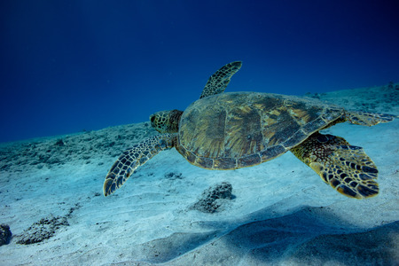 Turtle swimming over sand on the bottom in blue ocean water