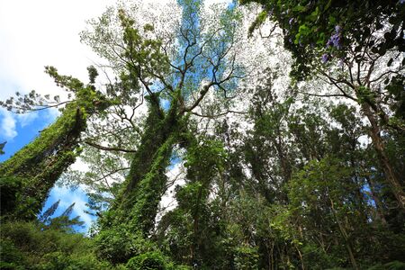 Tropical Green forest with lush on the treesの写真素材
