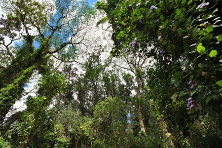 Tropical Green forest with lush on the treesの写真素材