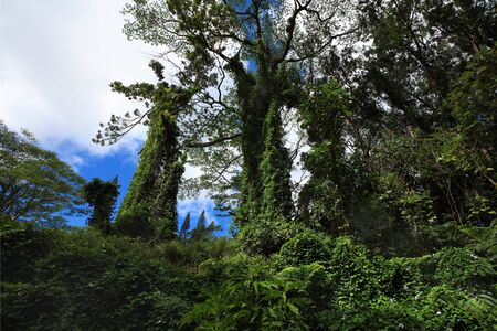 Tropical Green forest with lush on the treesの写真素材