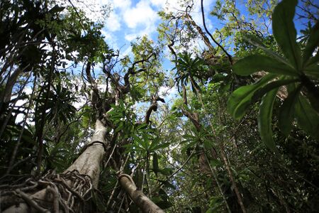 Tropical Green forest with lush on the treesの写真素材
