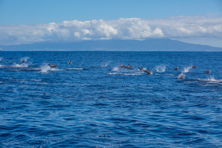 Big group of dolphins jumping from the ocean, pod on water surface, wildlife sceneryの写真素材