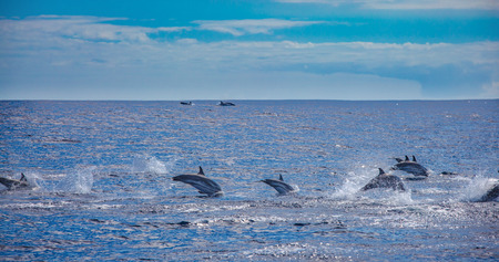 Big group of dolphins jumping from the ocean, pod on water surface, wildlife sceneryの写真素材