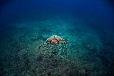 Sea turtle floating into a camera at the center of image with blue underwater ocean background