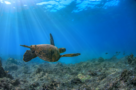 Turtle underwater in Pacific ocean. Loggerhead floating up away of camera into blue water. Marine wild animal on natural backgroundの写真素材