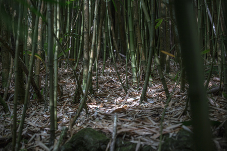 Bamboo forest natural backgroundの写真素材